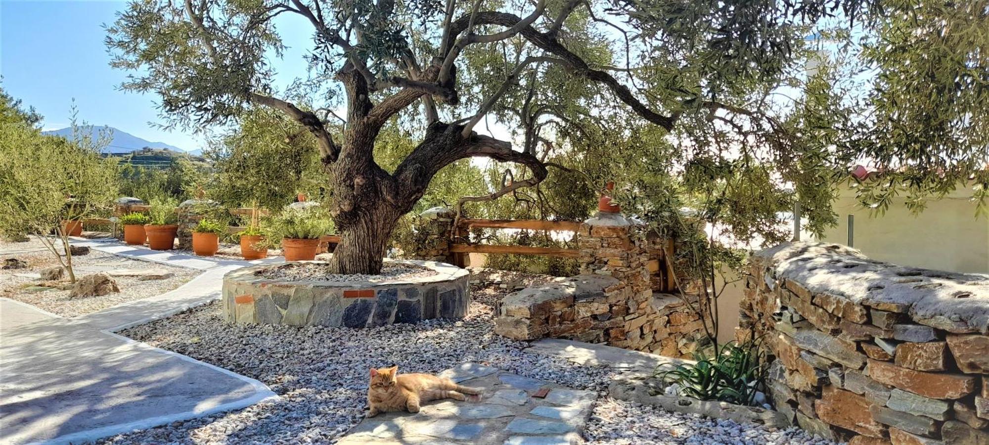 Aspra Chomata Villas Karystos  Exterior photo